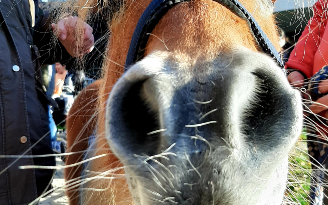 Da tritt mich doch ein Pony…Reiterlebnis für die Kinder des Margarete-Blarer-Hauses