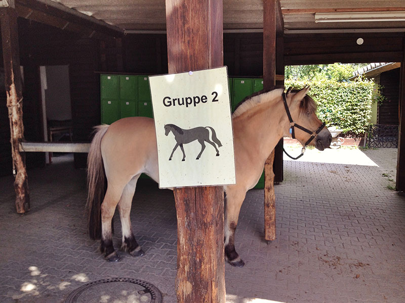 Reitstunde1 Cavalini